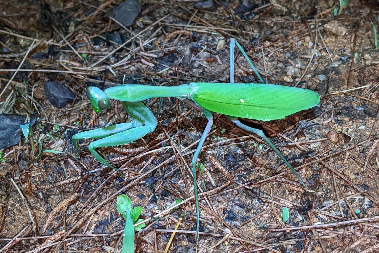 Giant Asian Mantis (Hierodula membranacea)