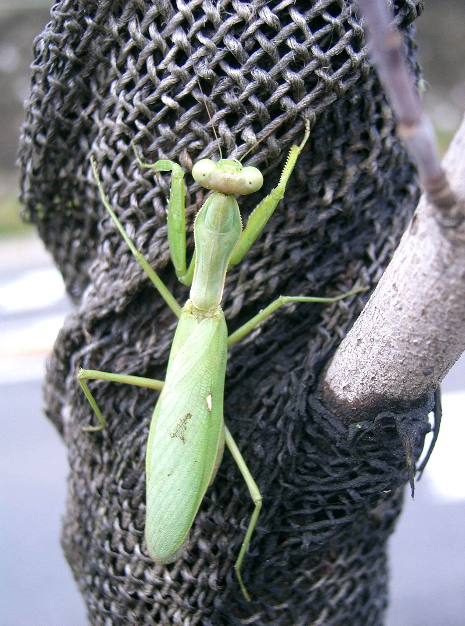 Harabiro Mantis (Hierodula patellifera)