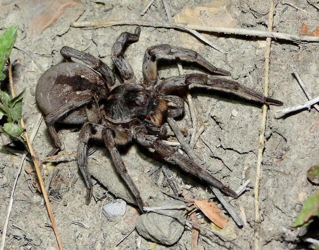 Carolina Wolf Spider (Hogna carolinensis)