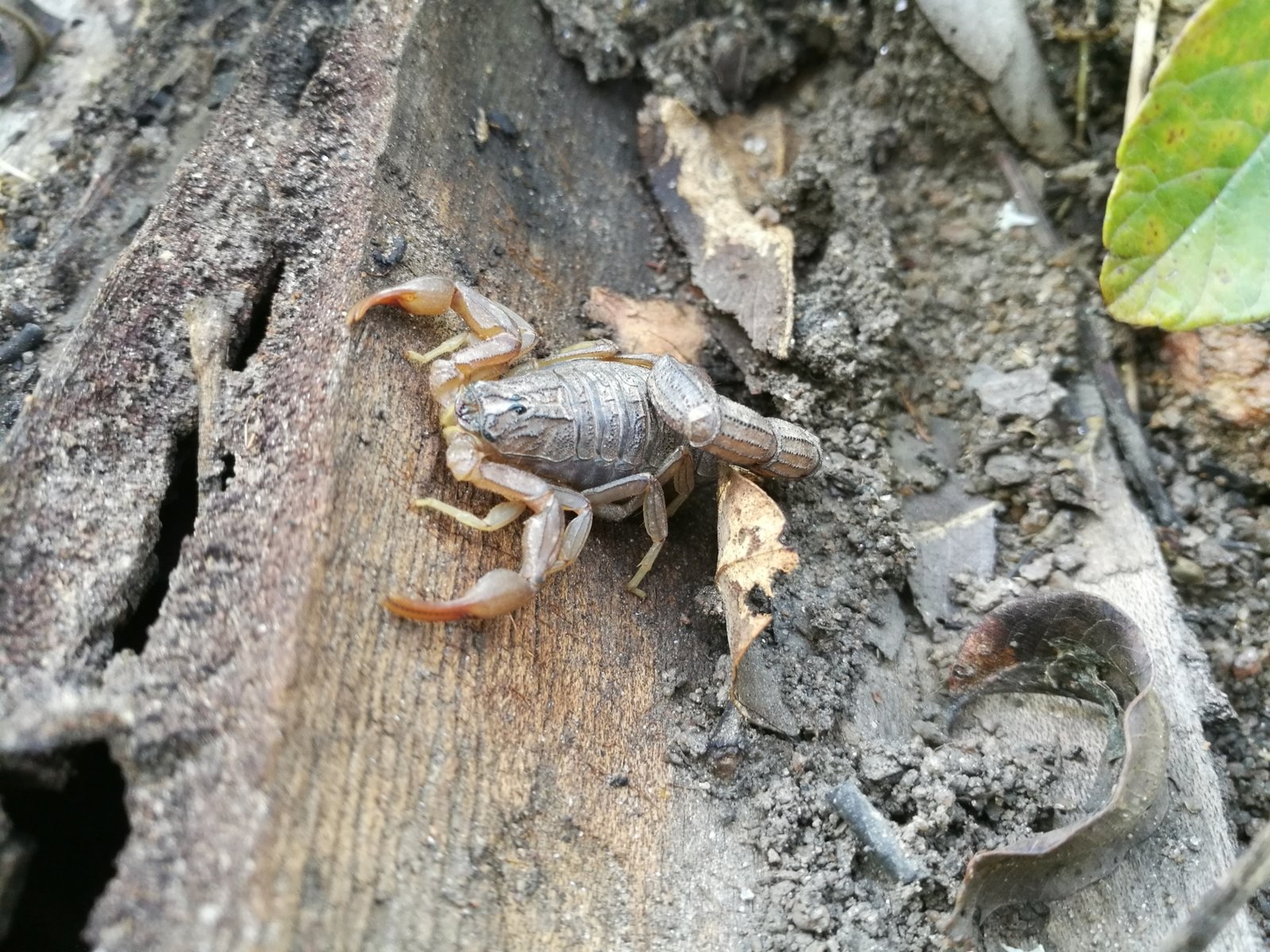 Hottentotta Scorpion (Hottentotta hottentotta)