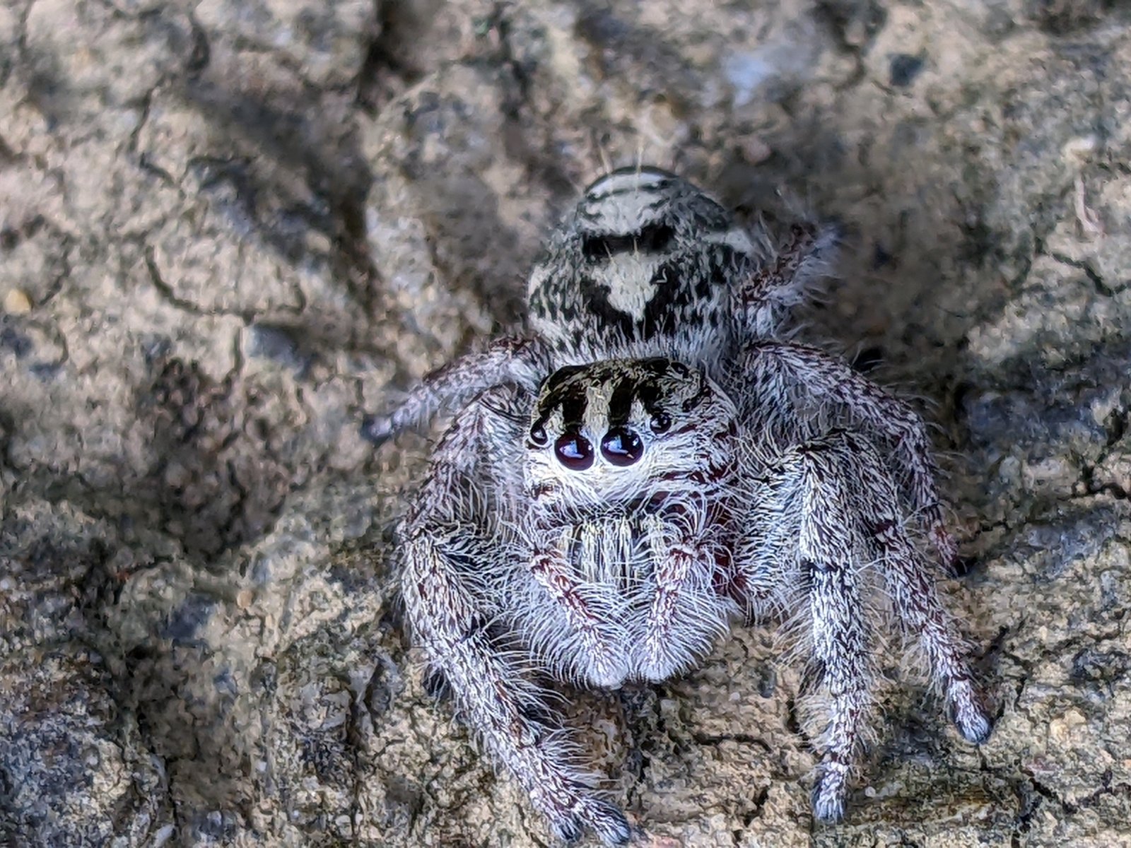 Giant Jumping Spider (Hyllus diardi)