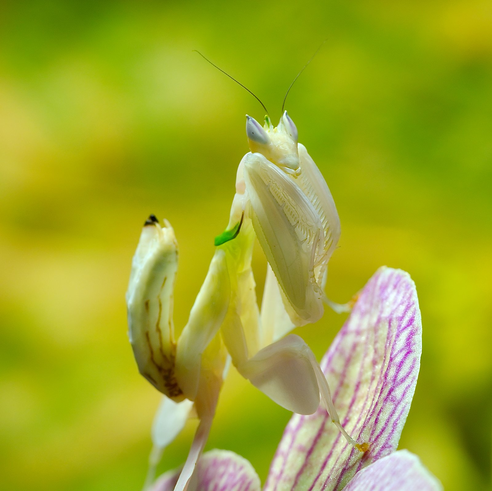 Orchid Mantis (Hymenopus coronatus)