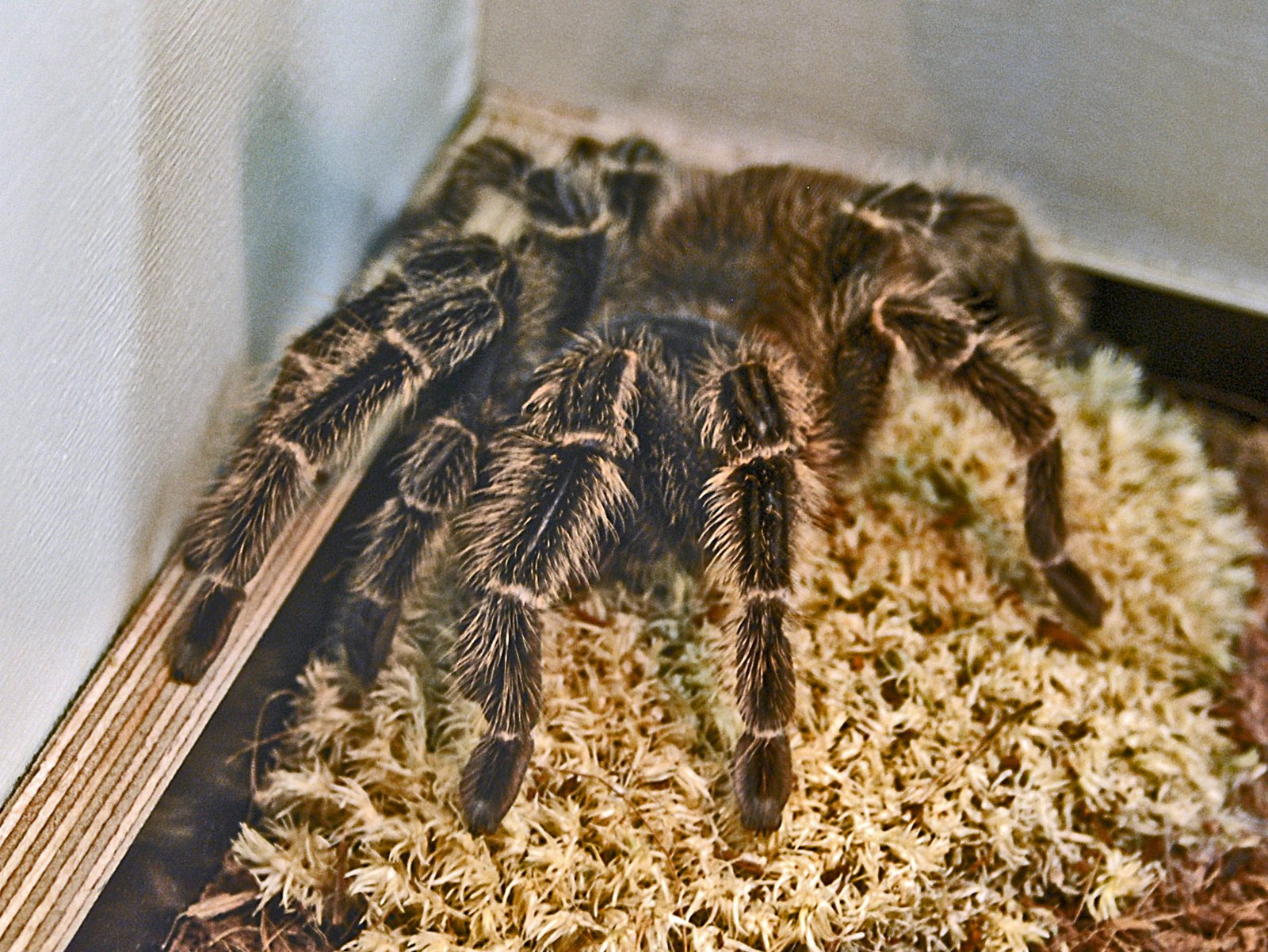 Lasiodora difficilis