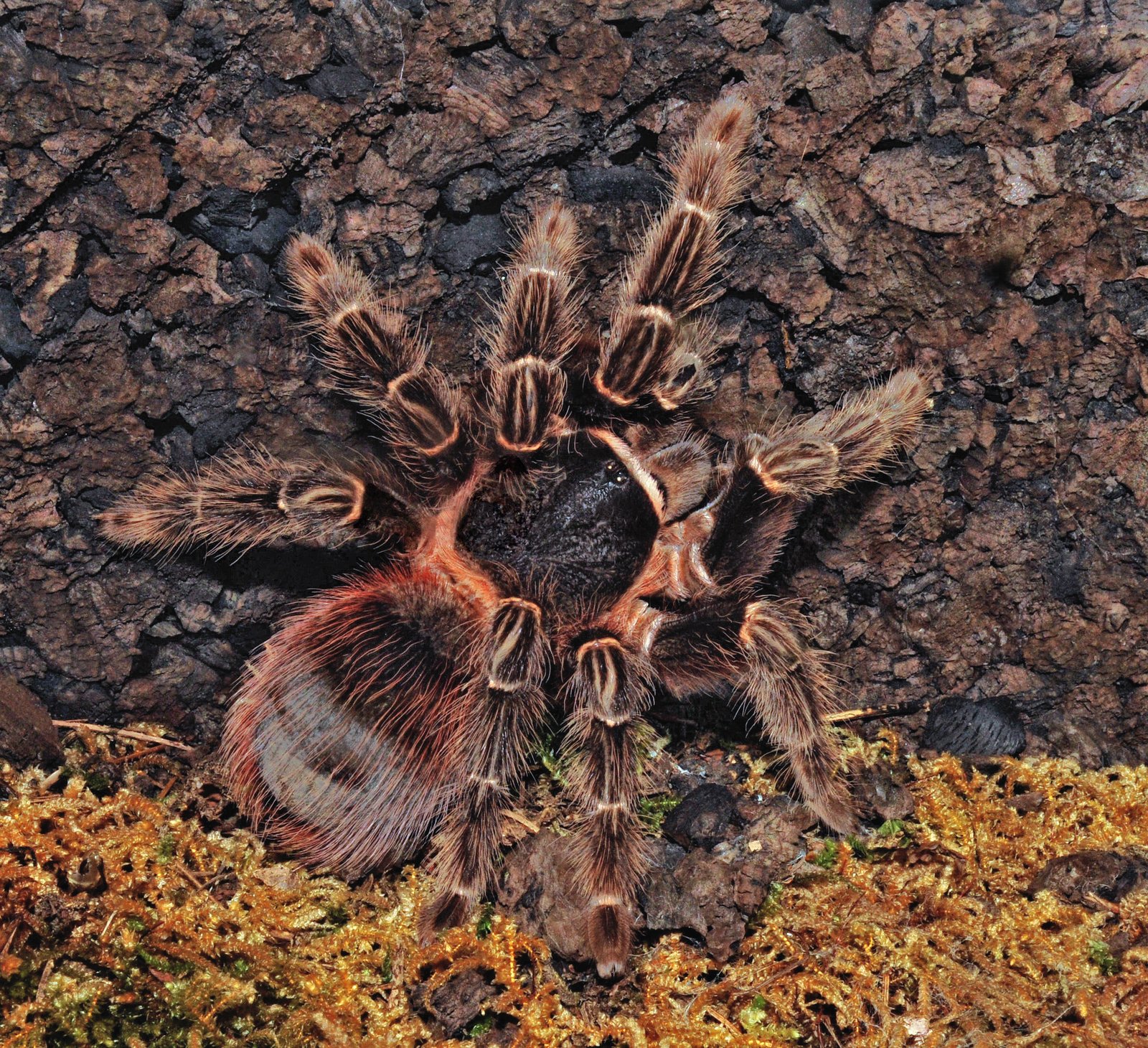 Bahia Scarlet Birdeater (Lasiodora klugi)