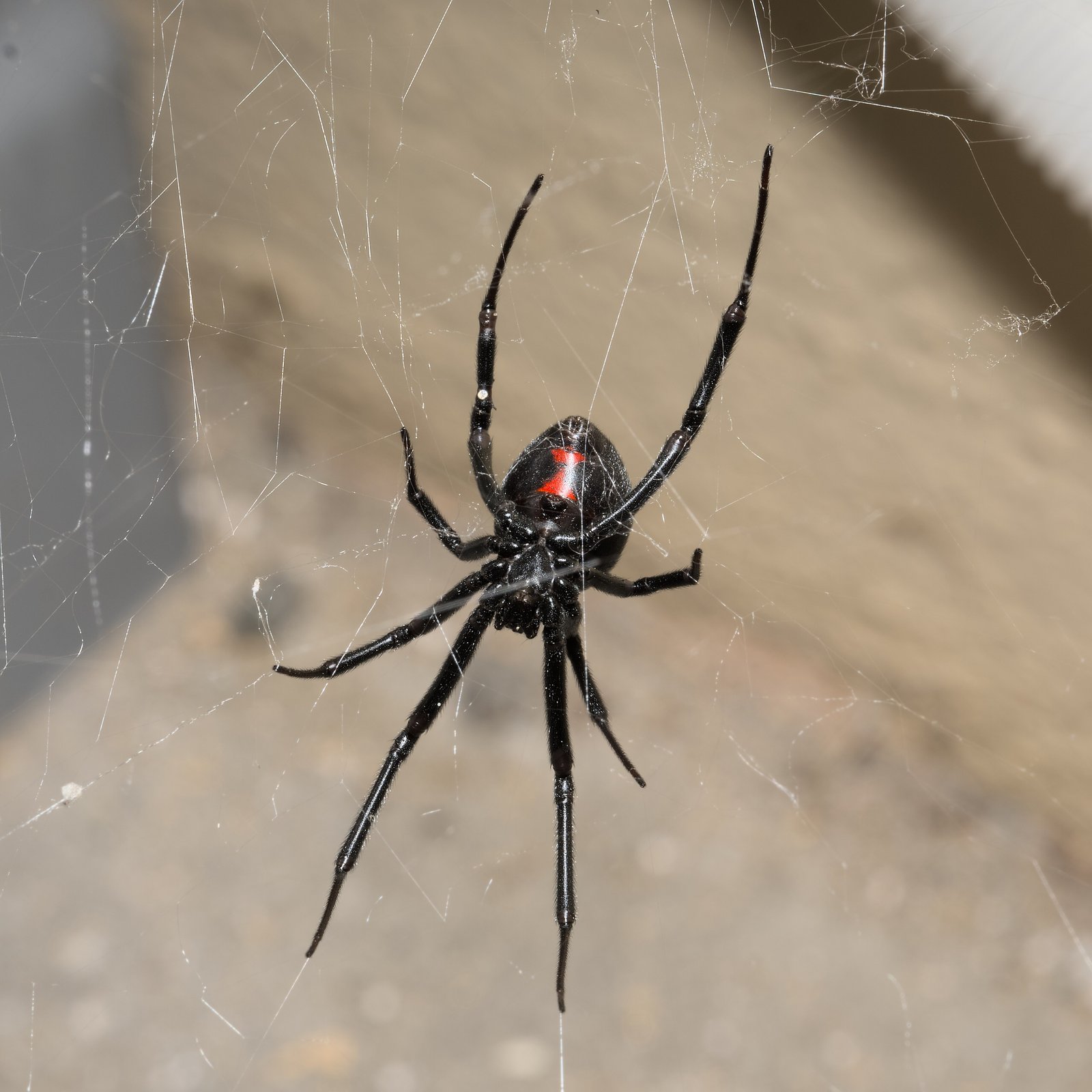 Western Black Widow (Latrodectus hesperus)