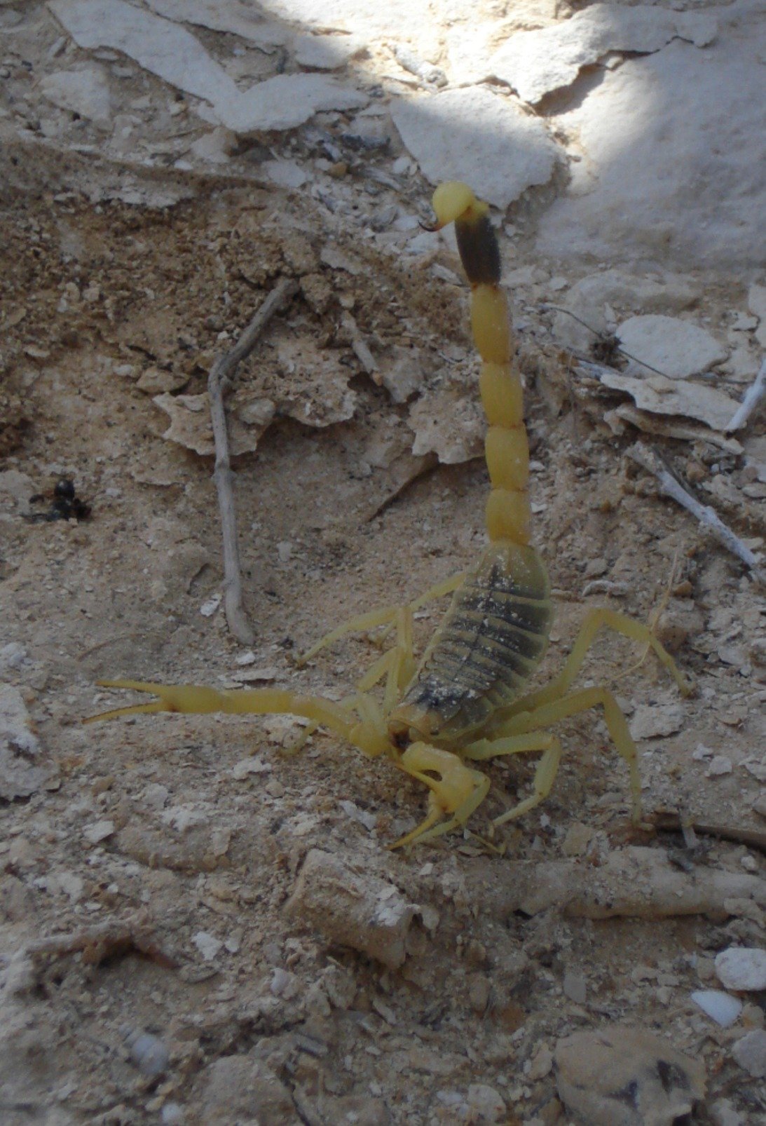 Turkish Yellow Scorpion (Leiurus abdullahbayrami)