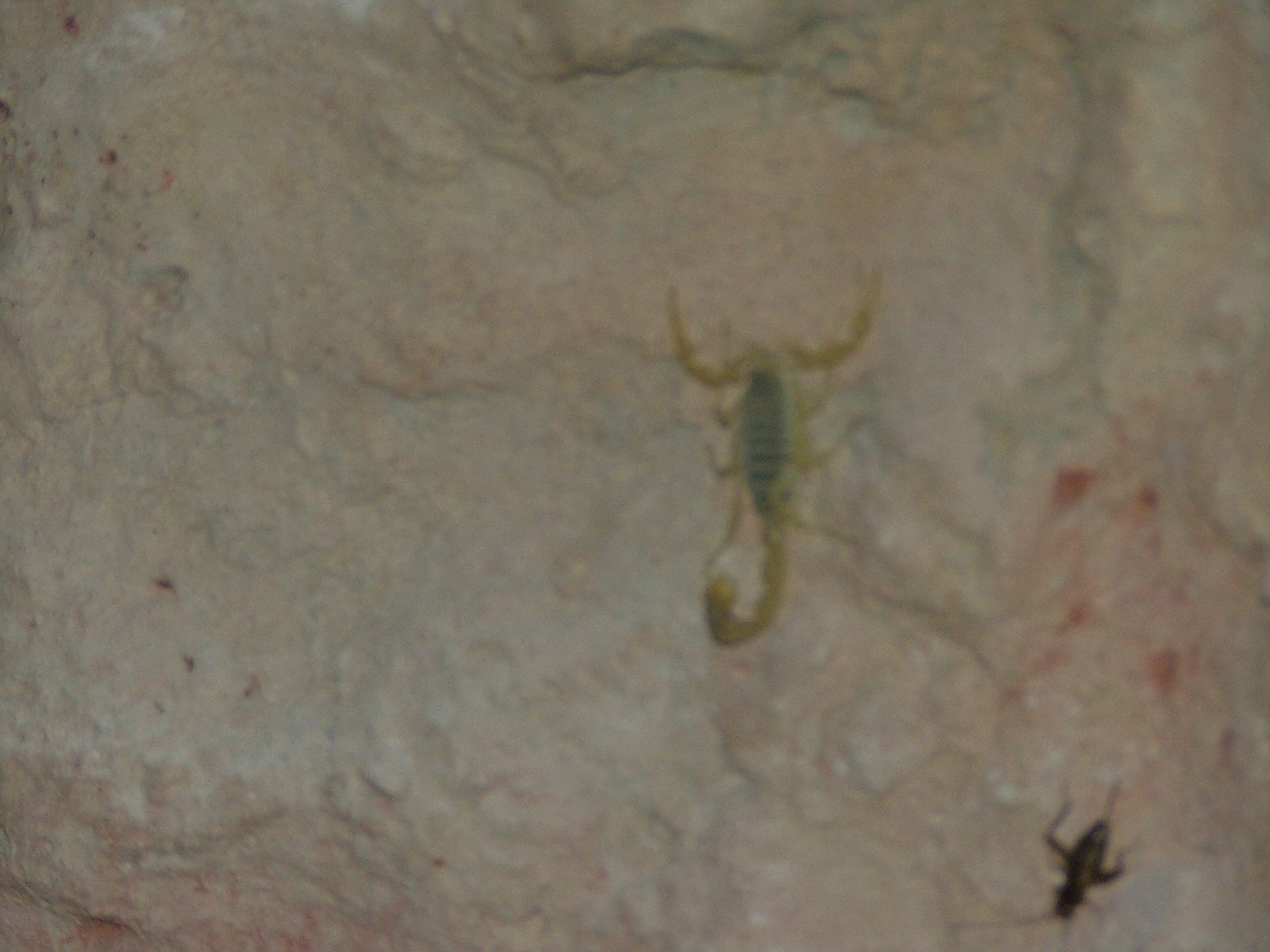 Deathstalker (Leiurus quinquestriatus)