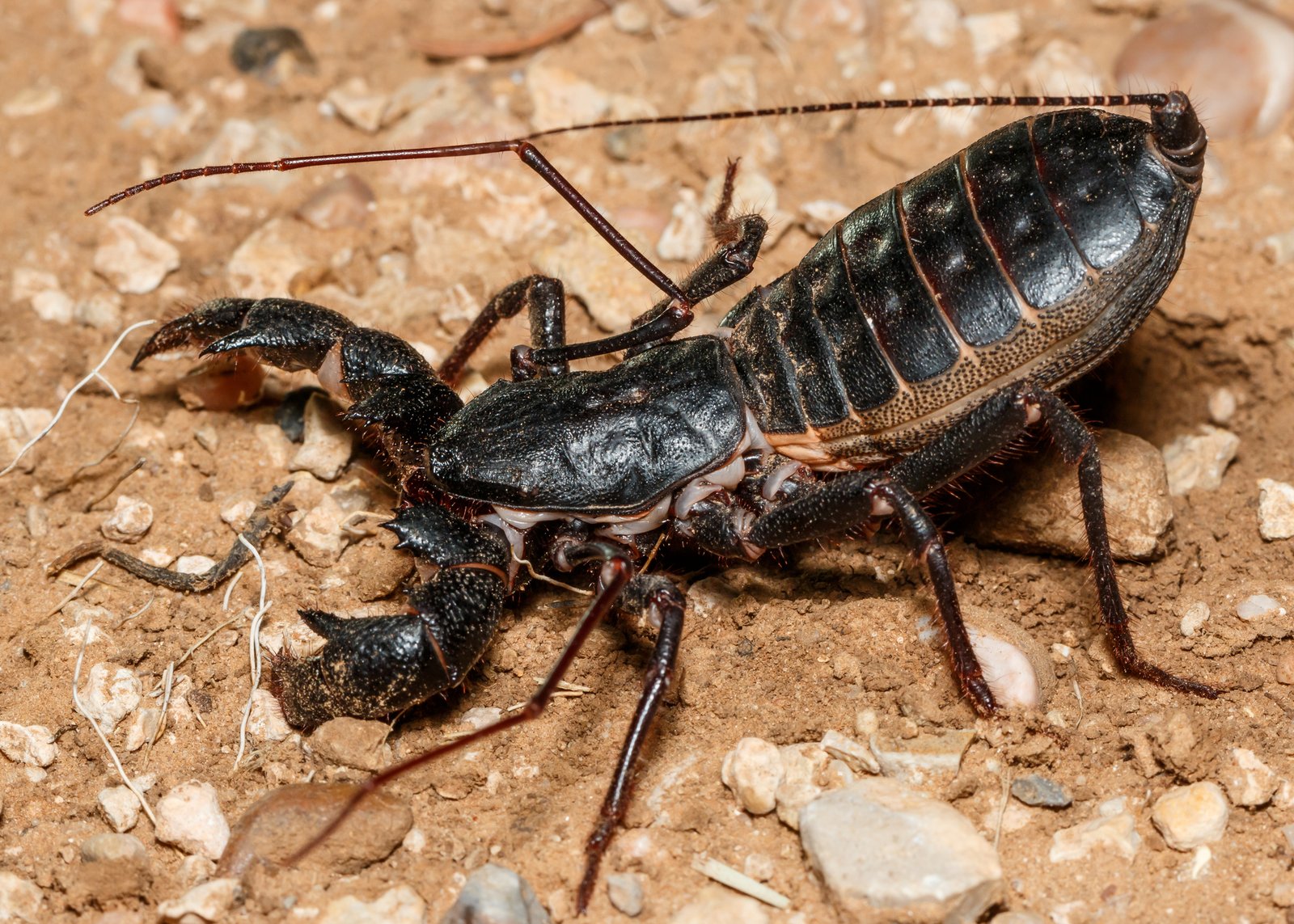 Giant Vinegaroon (Mastigoproctus giganteus)