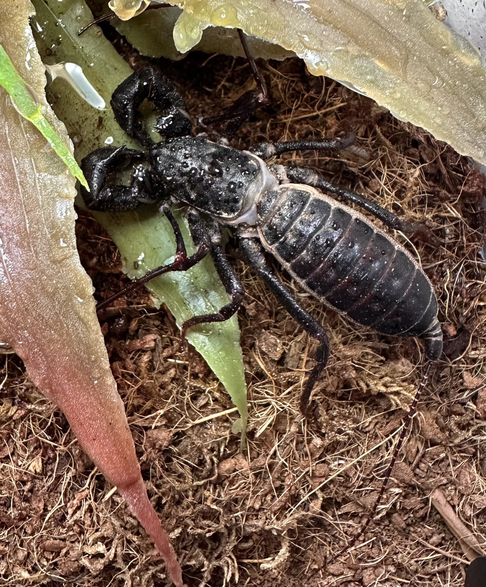 Sonoran Vinegaroon (Mastigoproctus tohono)