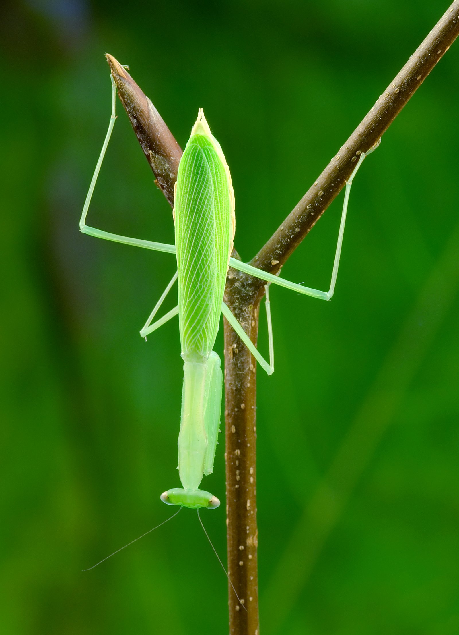 Egyptian Pygmy Mantis (Miomantis paykullii)