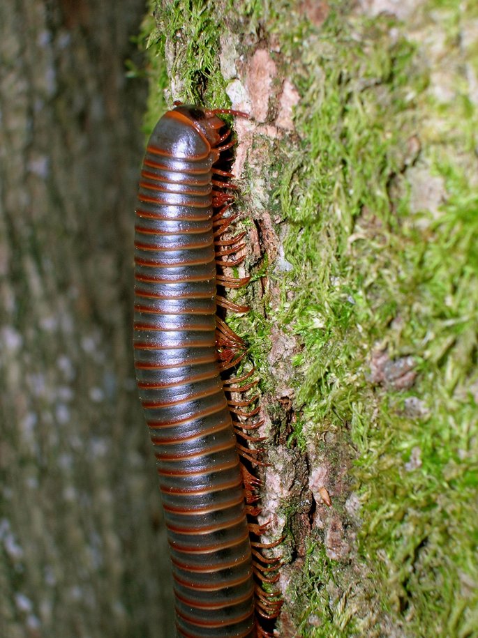 American Giant Millipede (Narceus americanus)
