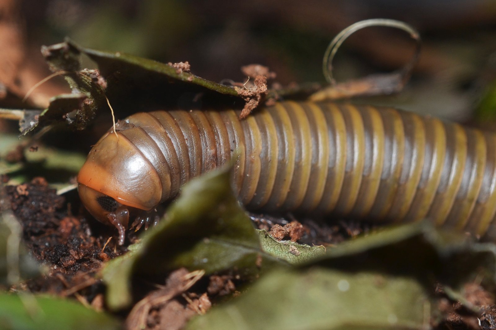 Smokey Oak Millipede (Narceus gordanus)