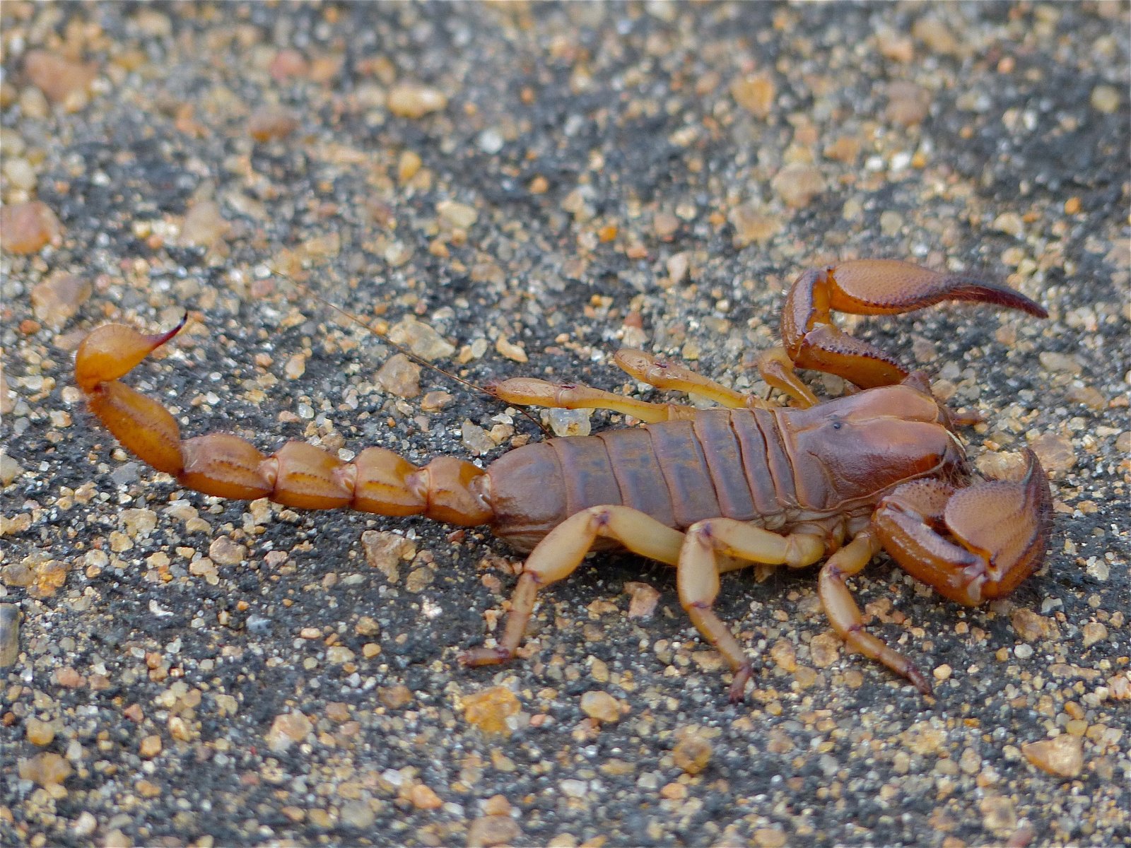 Tricolor Burrowing Scorpion (Opistophthalmus glabrifrons)