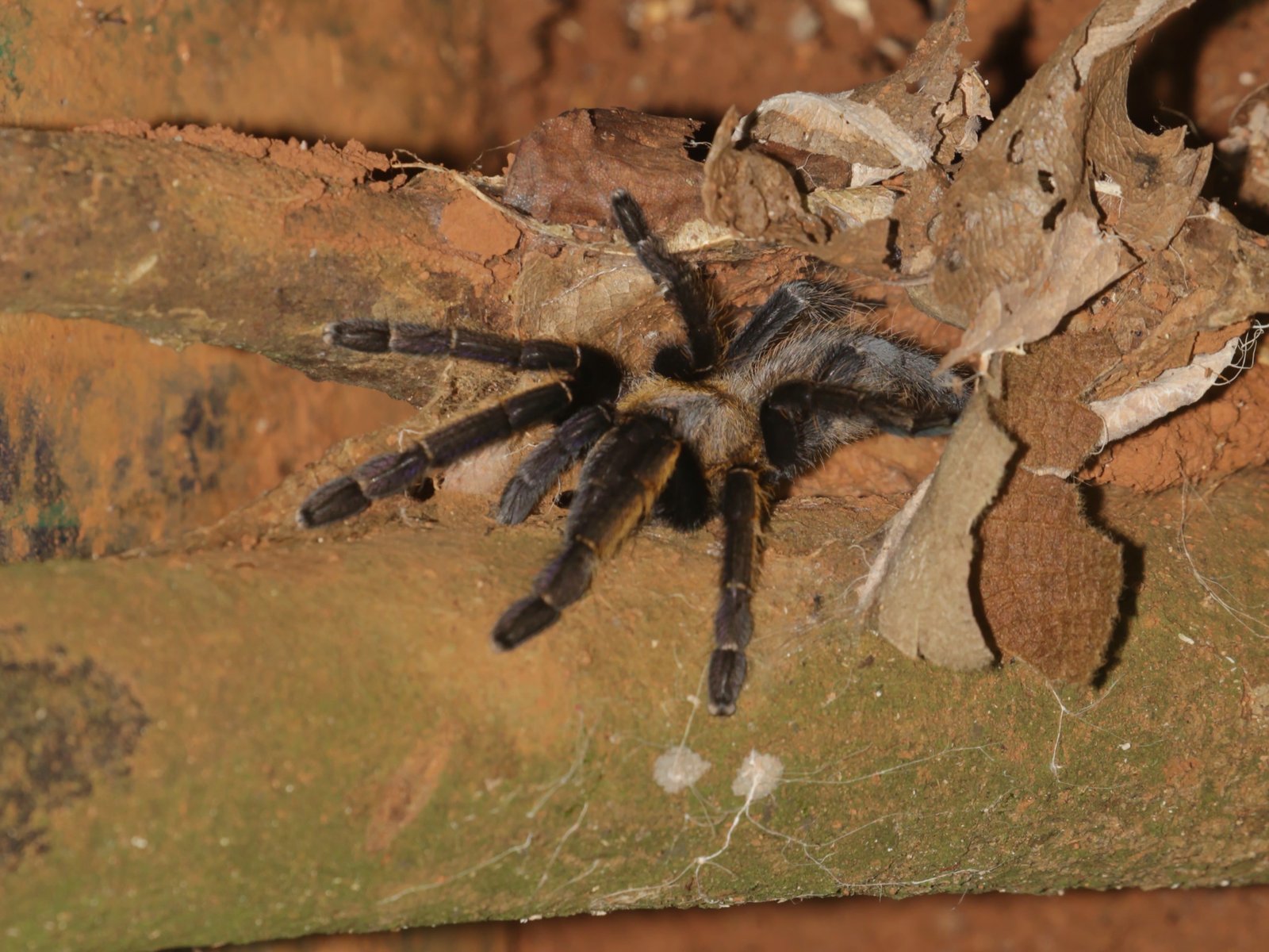 Ornithoctonus aureotibialis