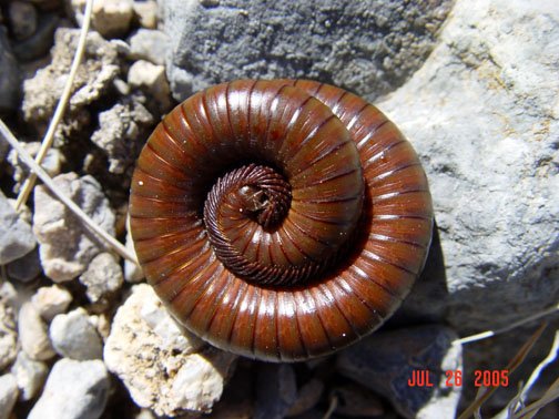 Desert Millipede (Orthoporus ornatus)