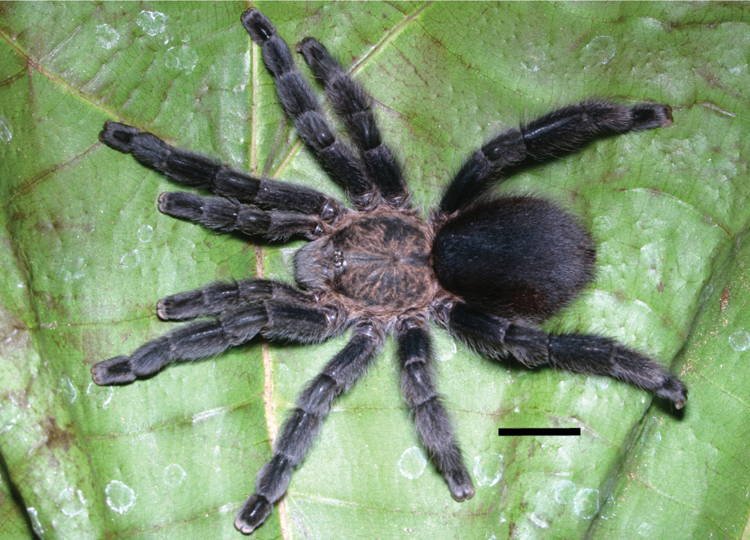 Brazilian Cadet Blue (Pachistopelma bromelicola)