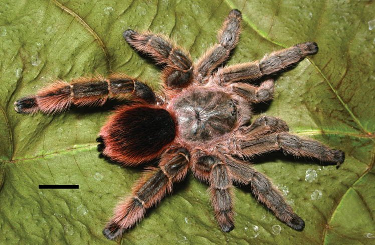Pachistopelma rufonigrum
