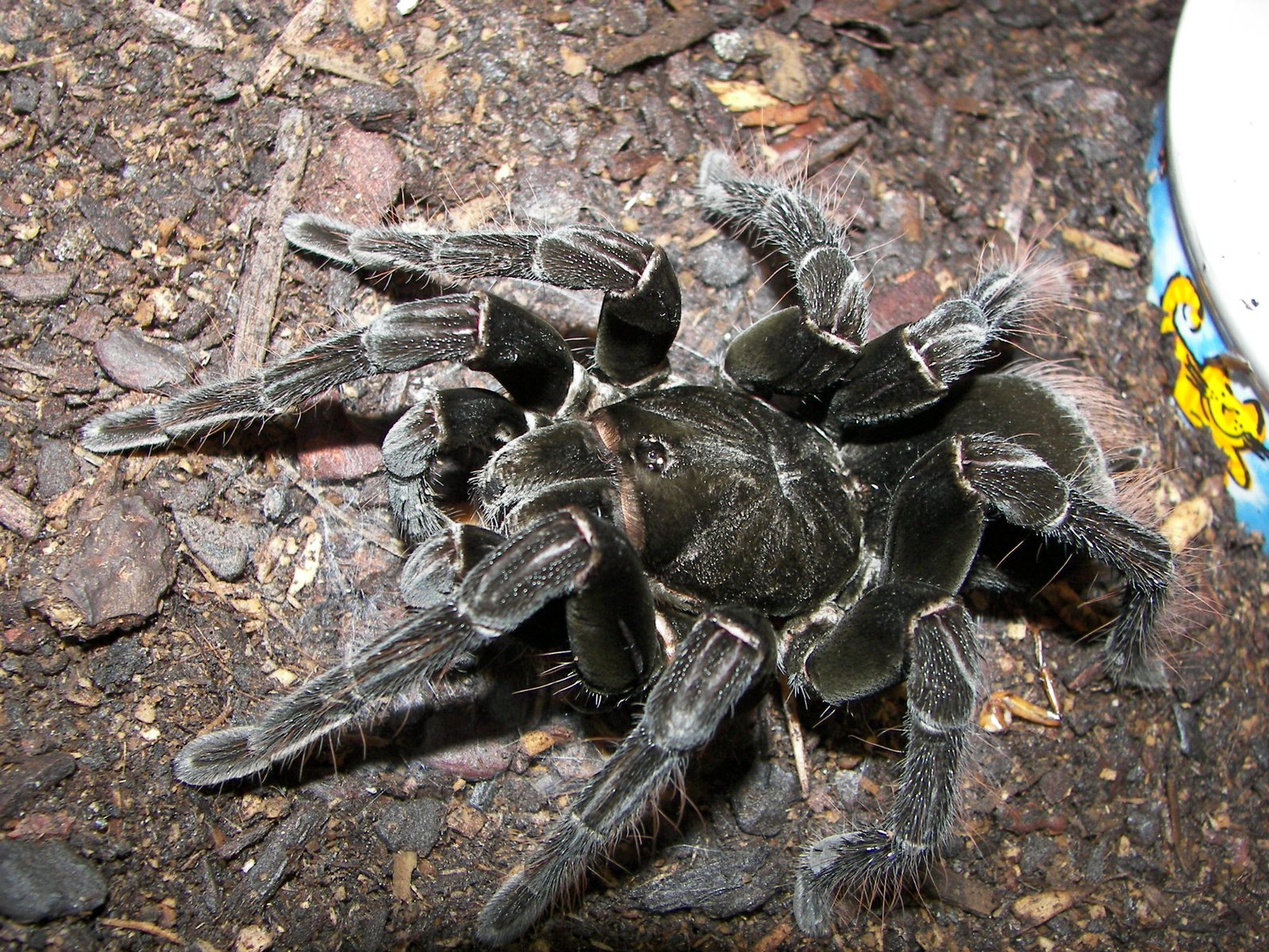 Pamphobeteus antinous