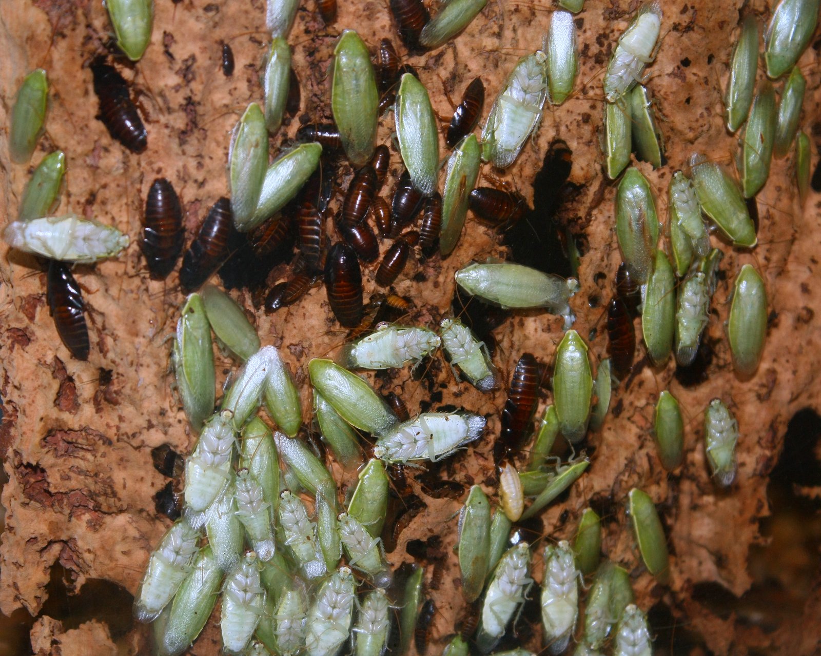 Green Banana Roach (Panchlora nivea)