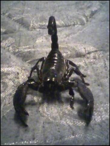 Emperor Scorpion (Pandinus imperator)