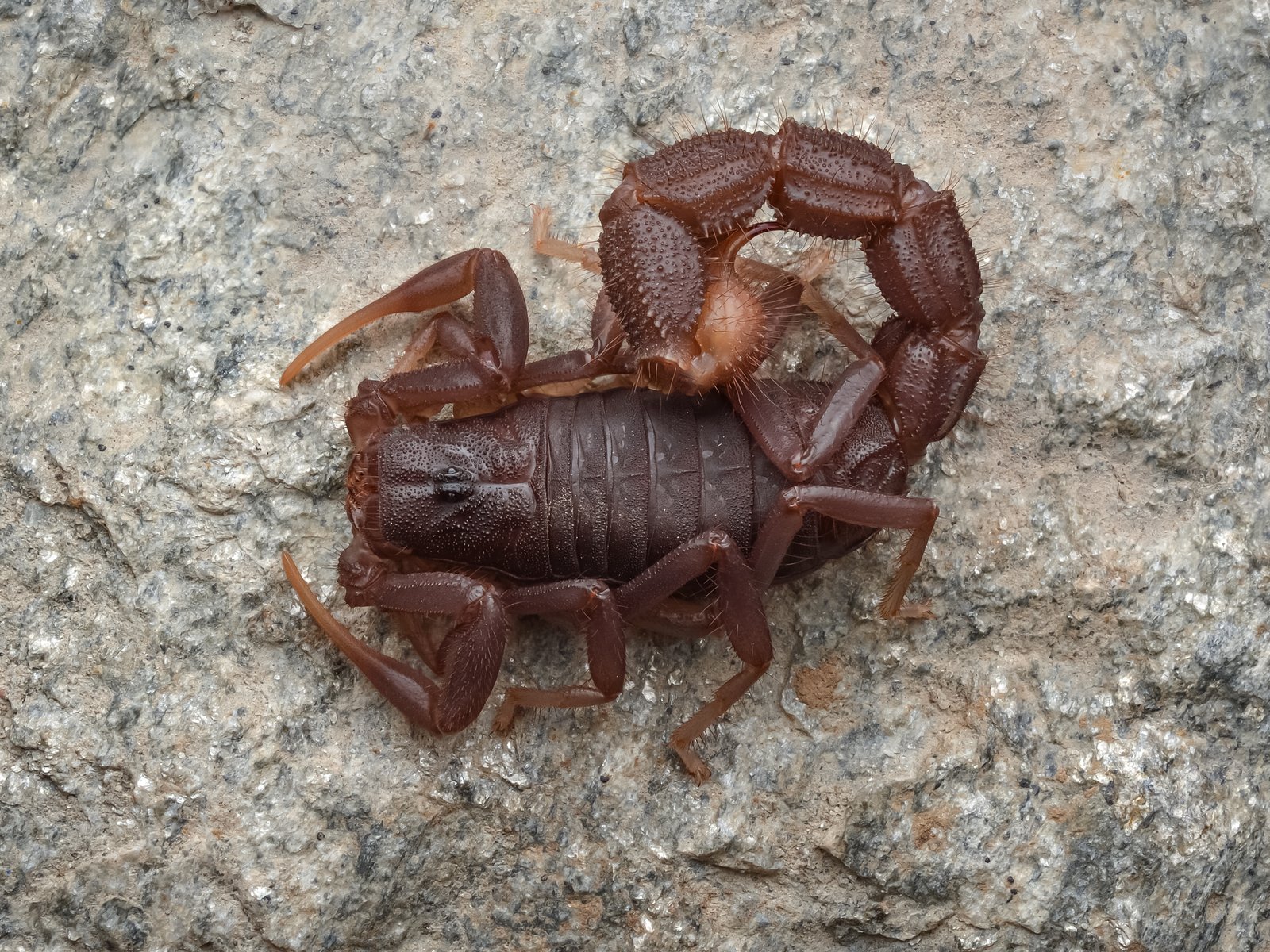 Transvaal Thick-Tail (Parabuthus transvaalicus)