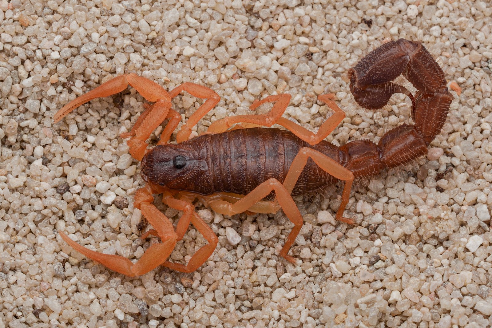 Black Hairy Thick-tail Scorpion (Parabuthus villosus)