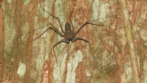 Central American Whip Spider (Paraphrynus laevifrons)