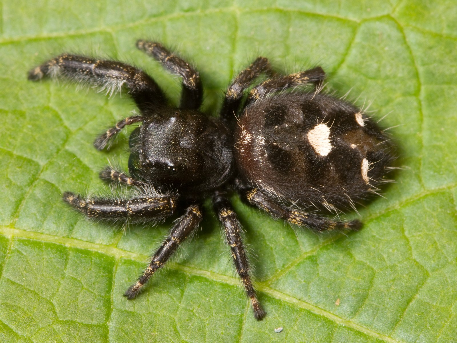 Bold Jumping Spider (Phidippus audax)