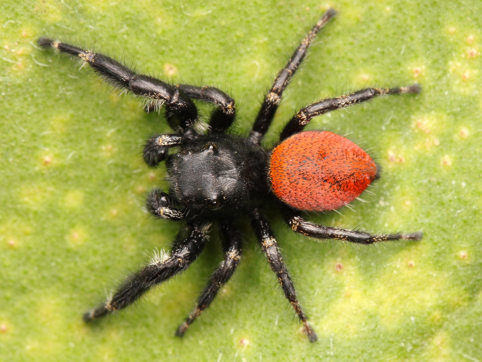 Johnson's Jumping Spider (Phidippus johnsoni)