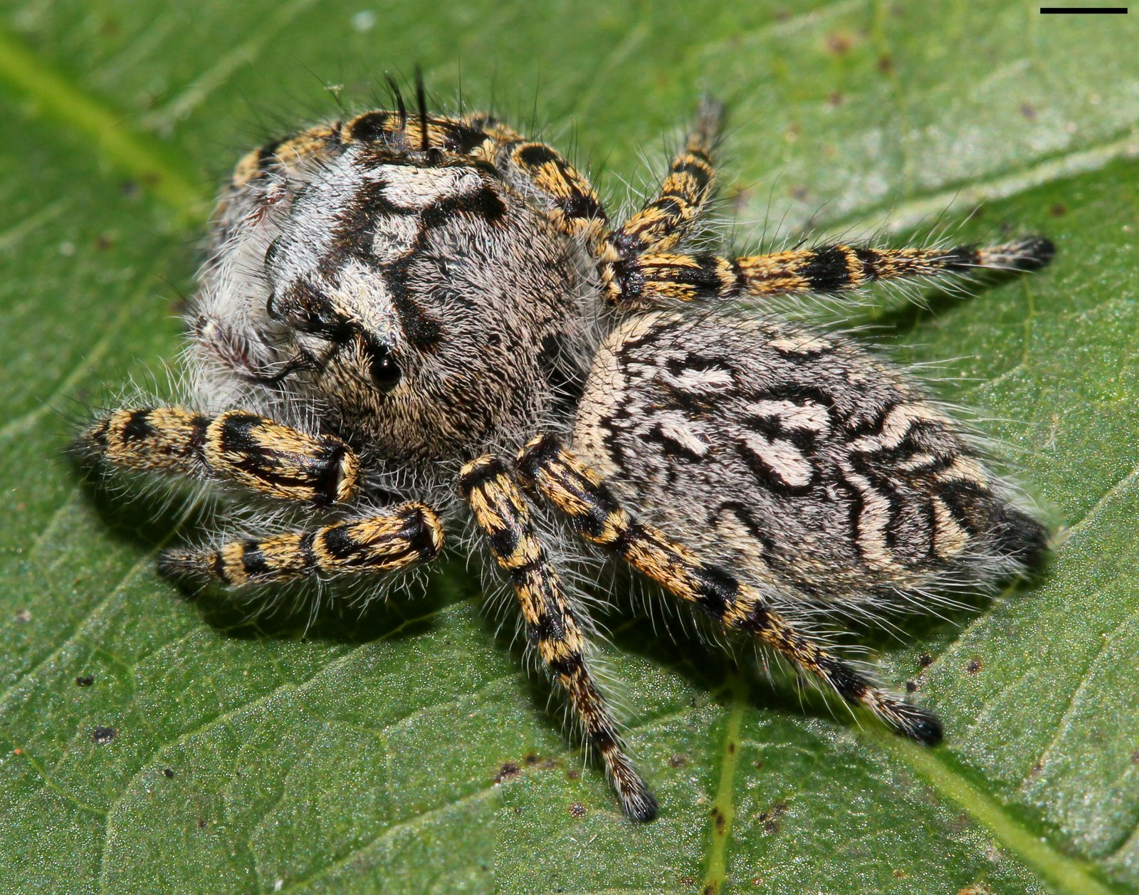 Peppered Jumping Spider (Phidippus mystaceus)
