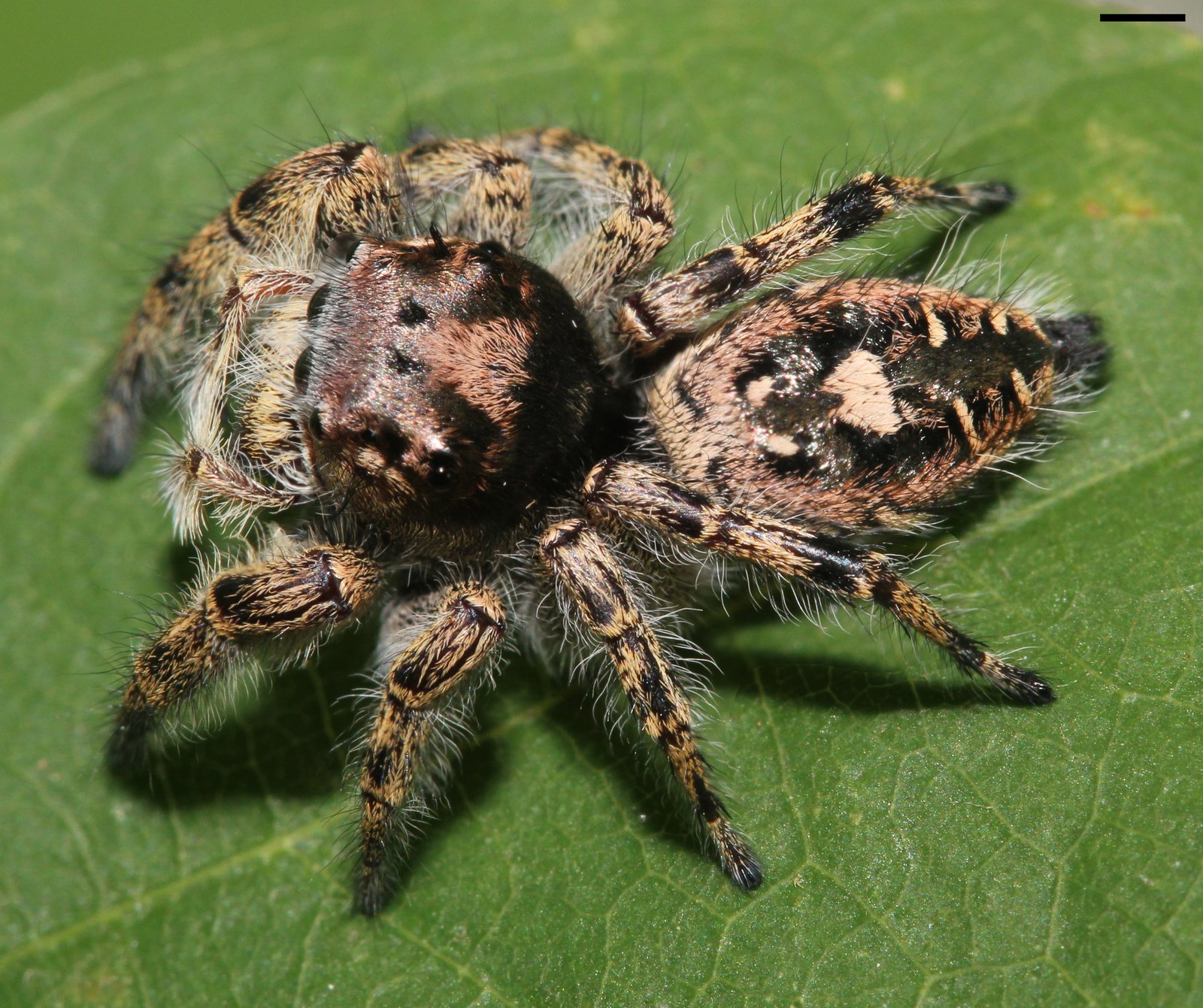 Putnam's Jumping Spider (Phidippus putnami)