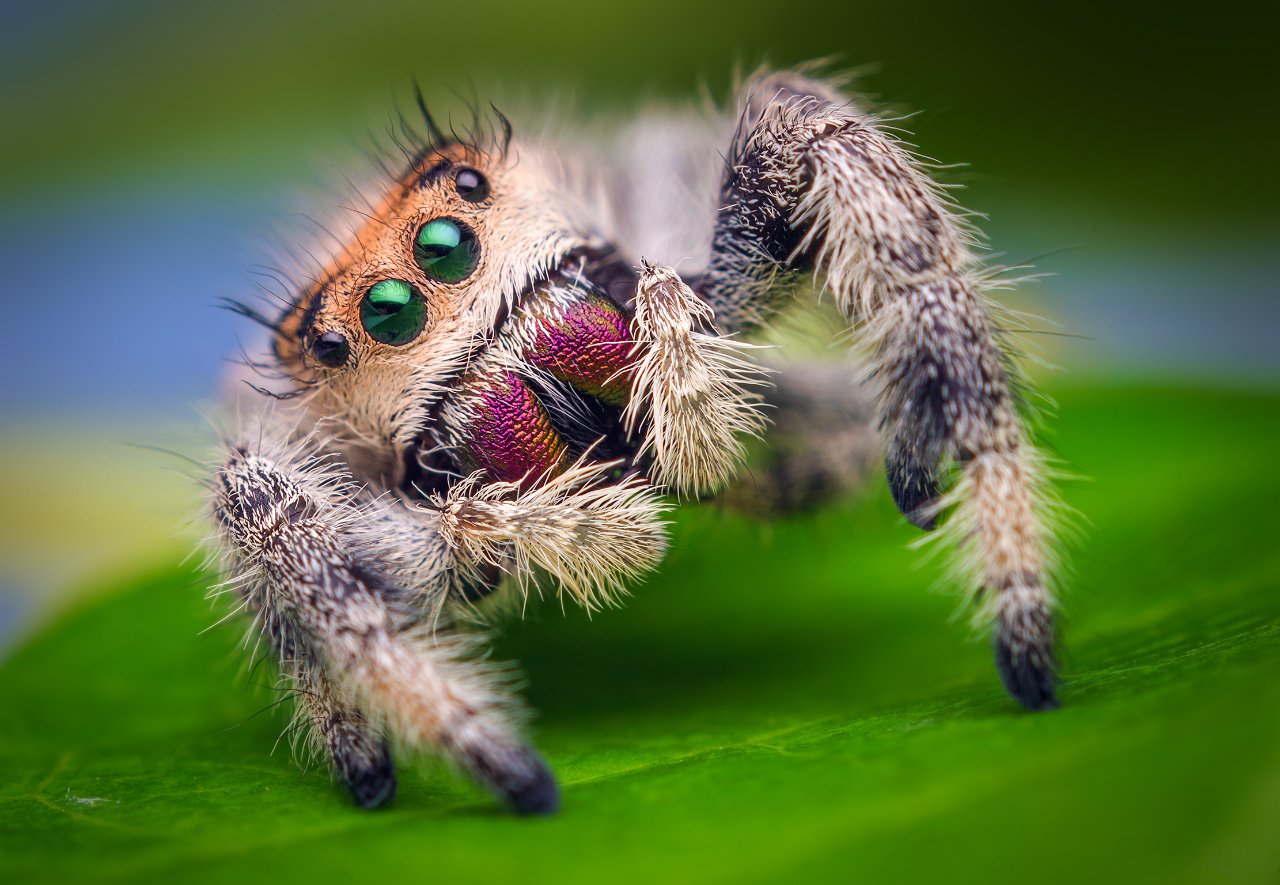 Regal Jumping Spider (Phidippus regius)