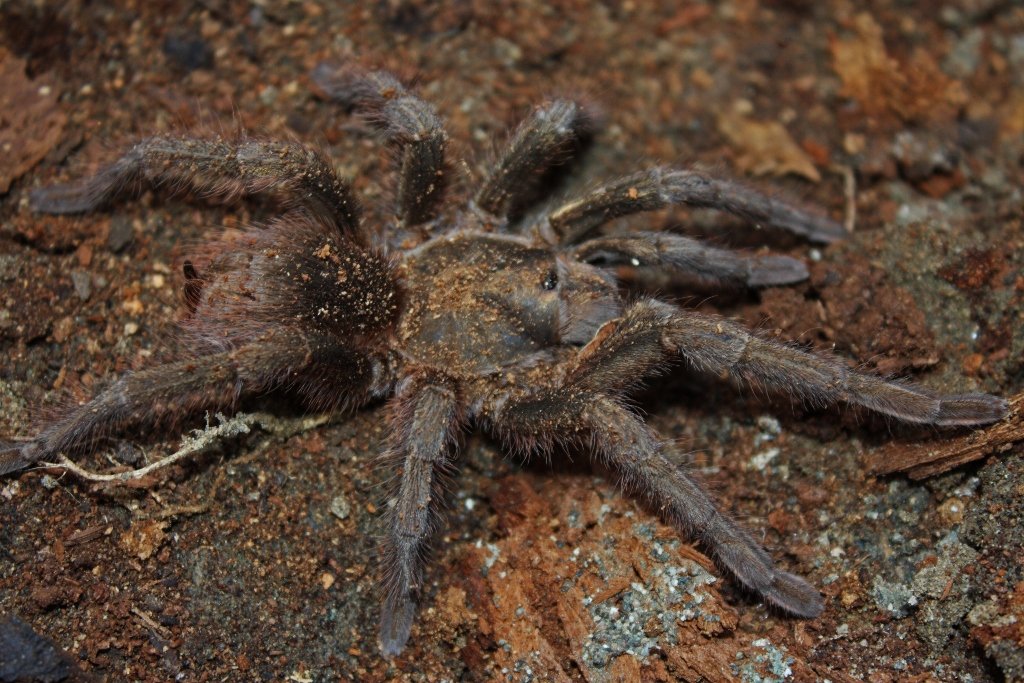 Phormictopus auratus