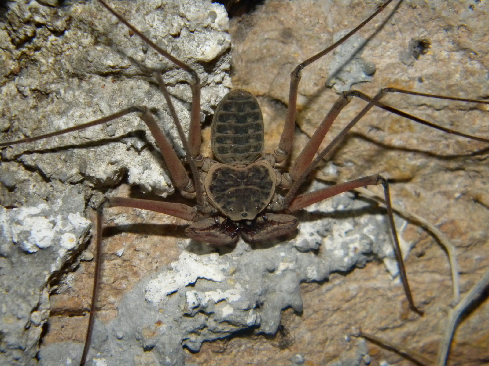 Puerto Rican Whip Spider (Phrynus longipes)