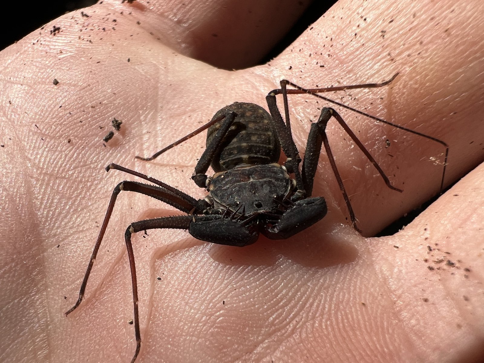 Florida Tailless Whip Scorpion (Phrynus marginemaculatus)
