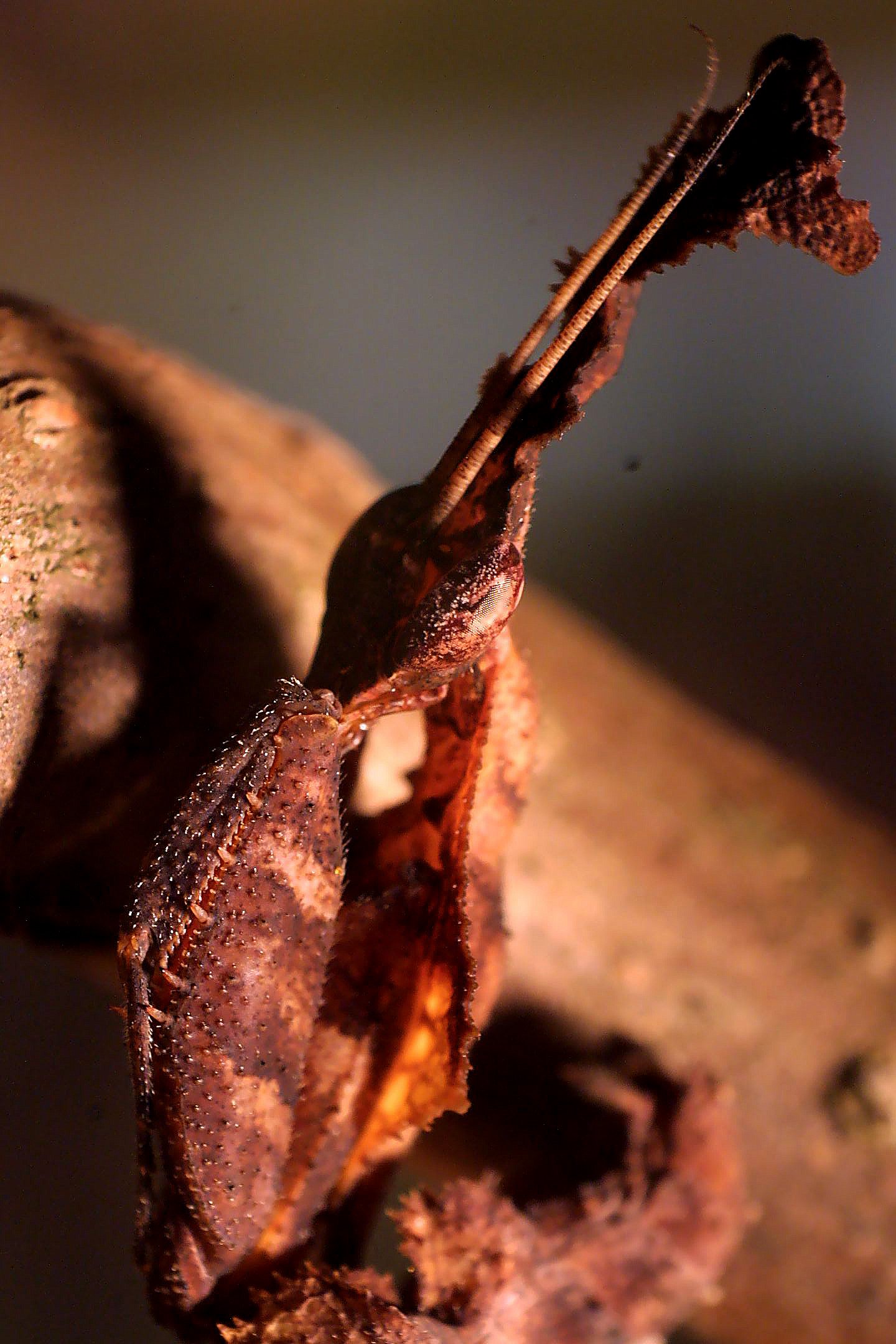 Ghost Mantis (Phyllocrania paradoxa)