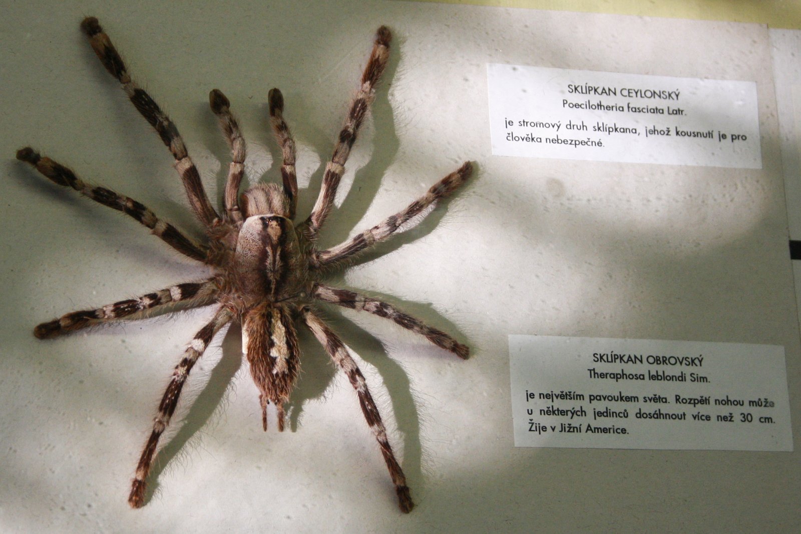 Poecilotheria fasciata