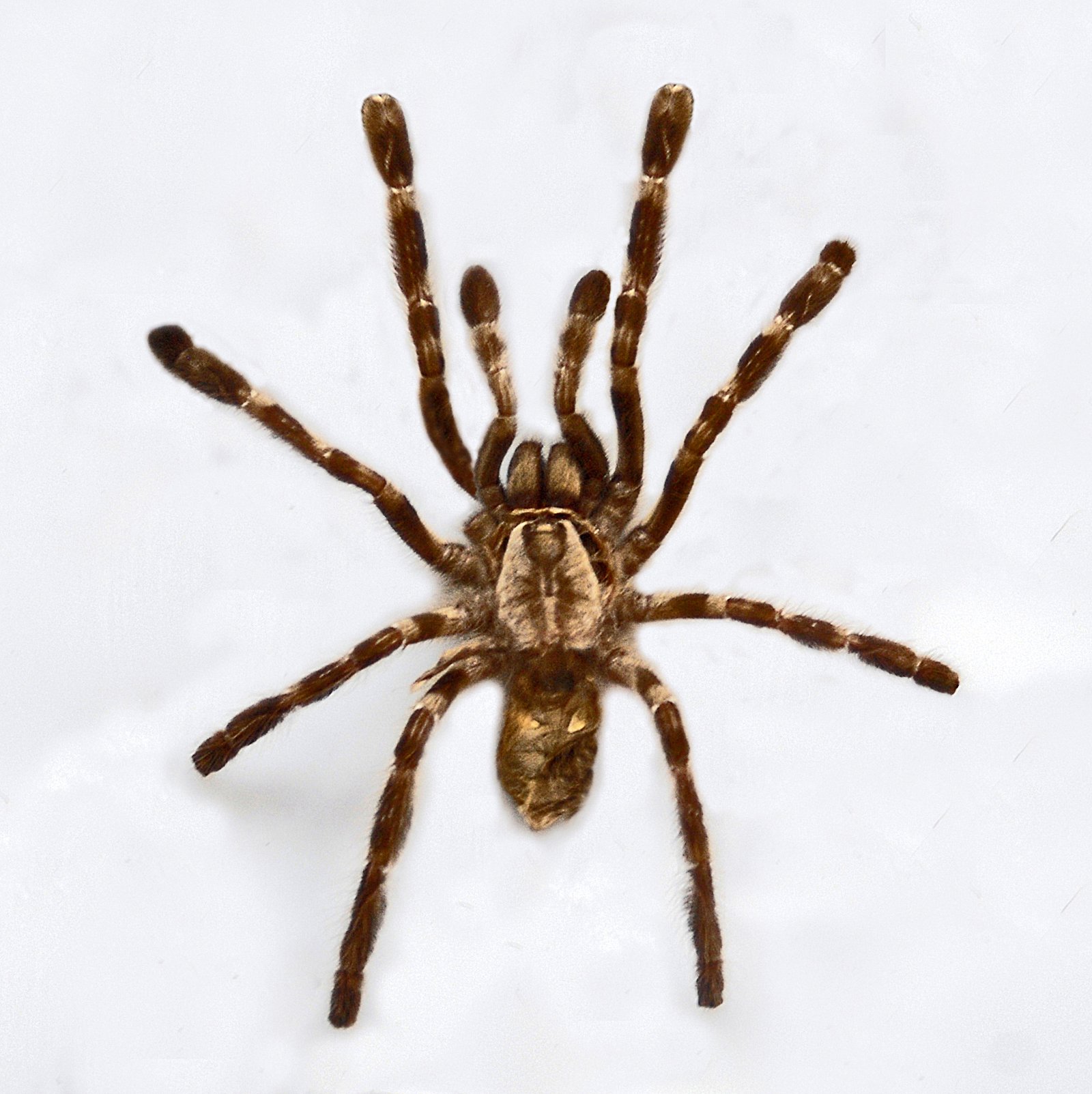Ghost Ornamental (Poecilotheria vittata)