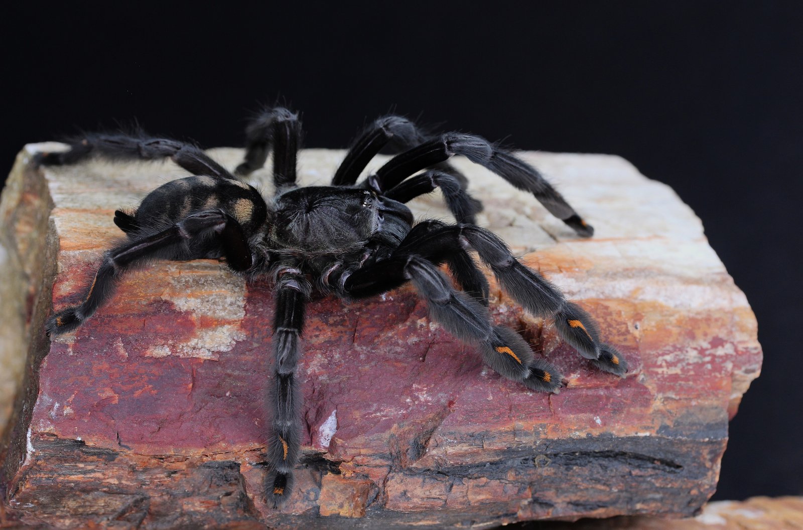 Psalmopoeus irminia