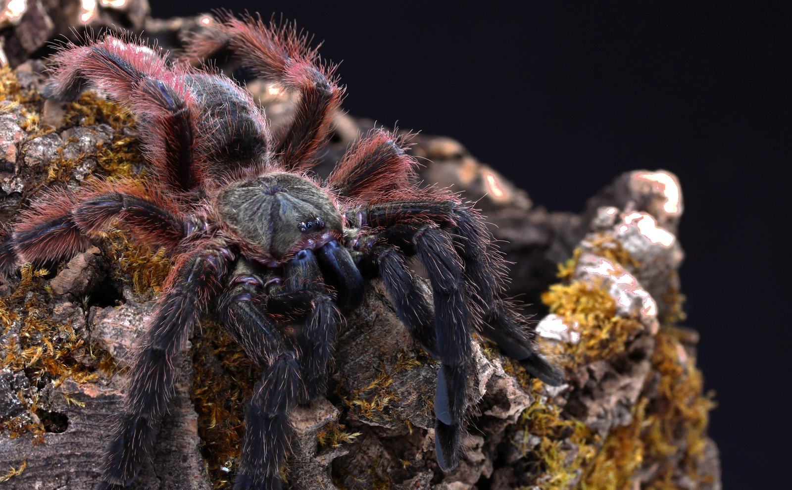 Mexican Half and Half (Psalmopoeus victori)
