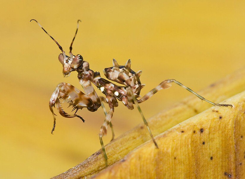Spiny Flower Mantis (Pseudocreobotra ocellata)