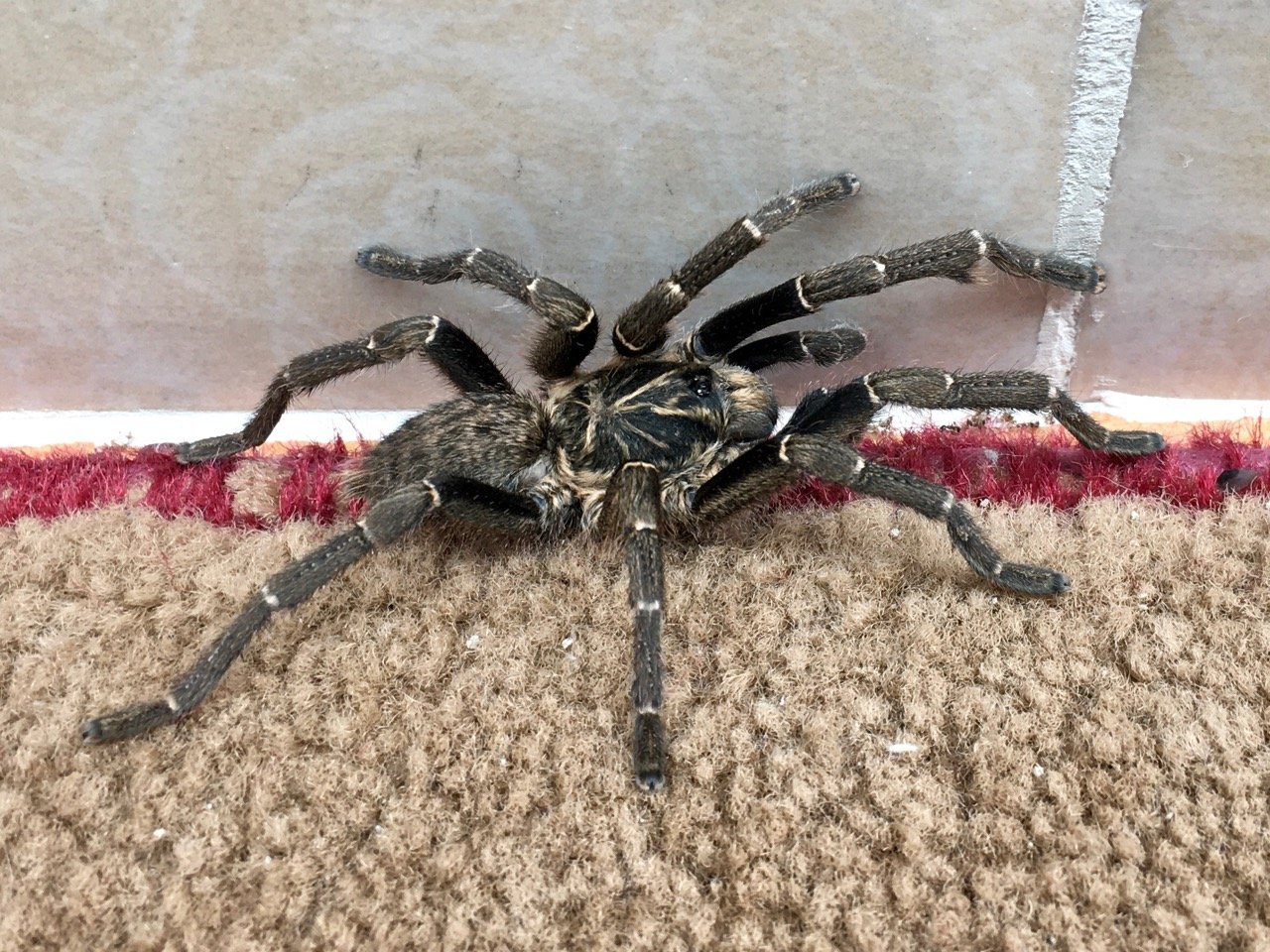 Pterinochilus chordatus