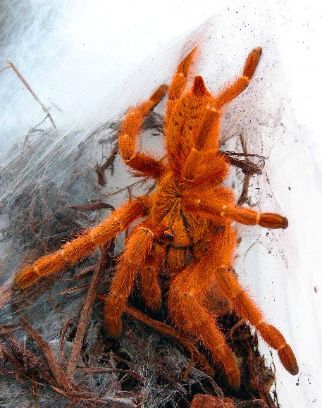 Pterinochilus murinus