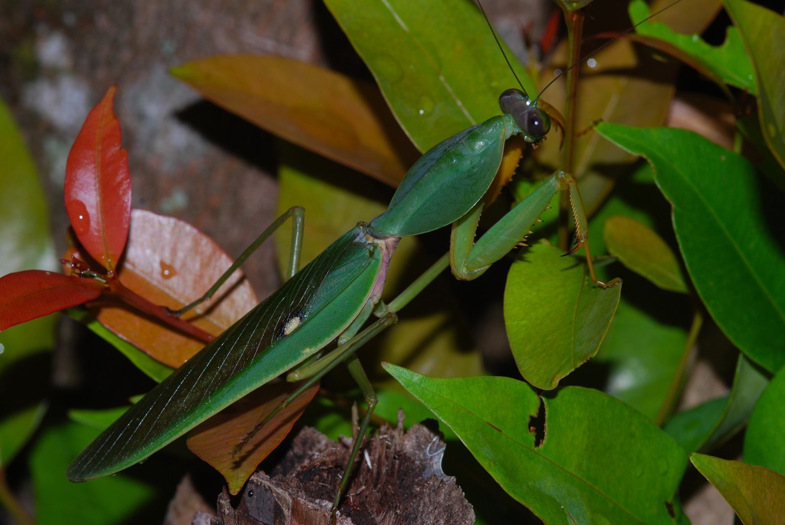 Giant Shield Mantis (Rhombodera basalis)