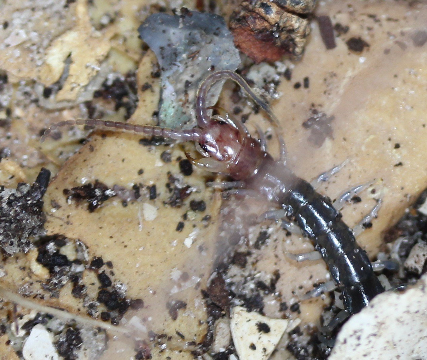 Rhysida Centipede (Rhysida longipes)