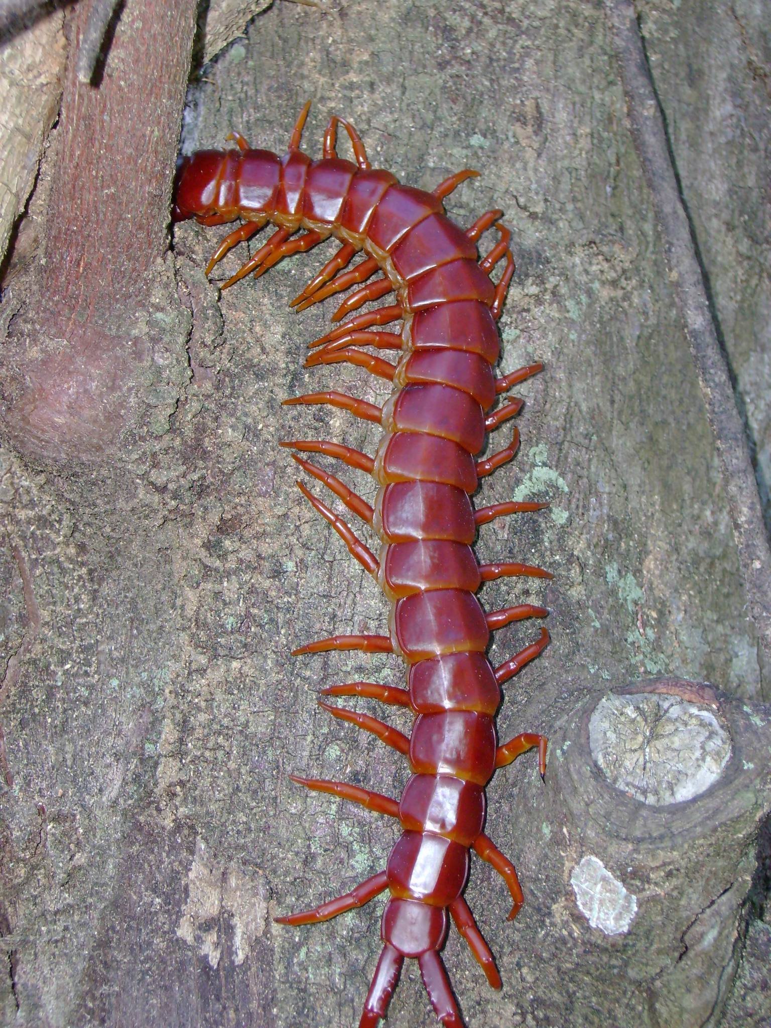 Florida Keys Giant Centipede (Scolopendra alternans)