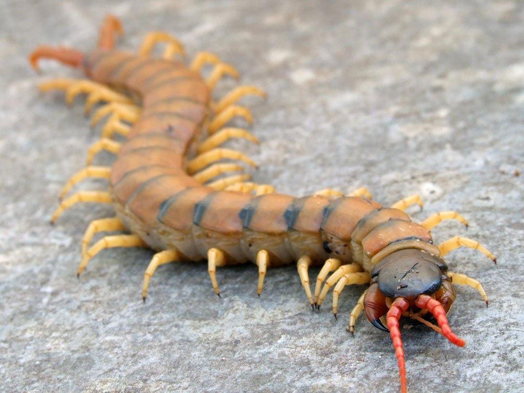 Mediterranean Banded Centipede (Scolopendra cingulata)