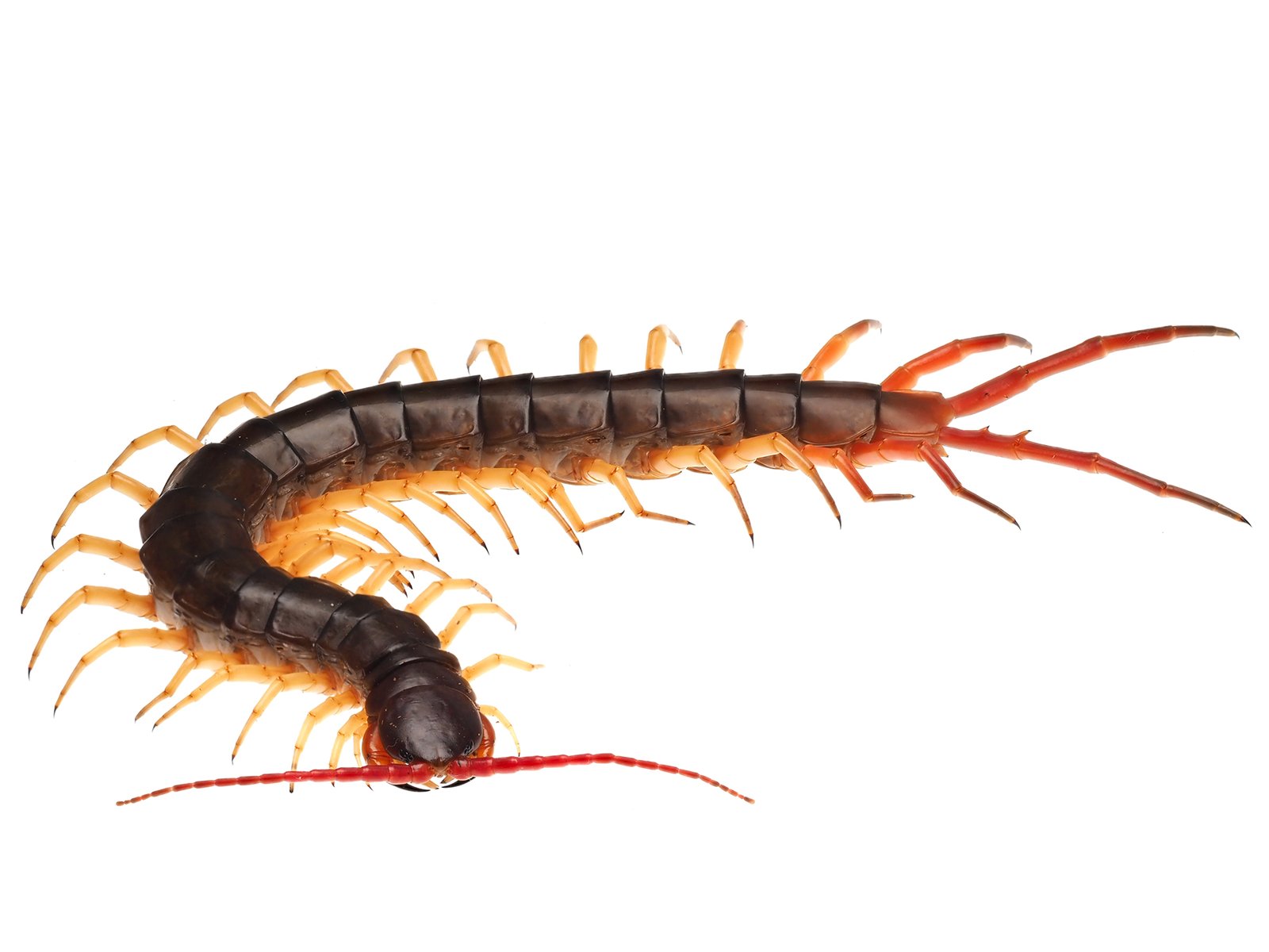Vietnamese Centipede (Scolopendra dehaani)