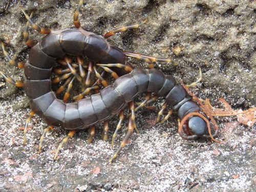 Galapagos Giant Centipede (Scolopendra galapagoensis)