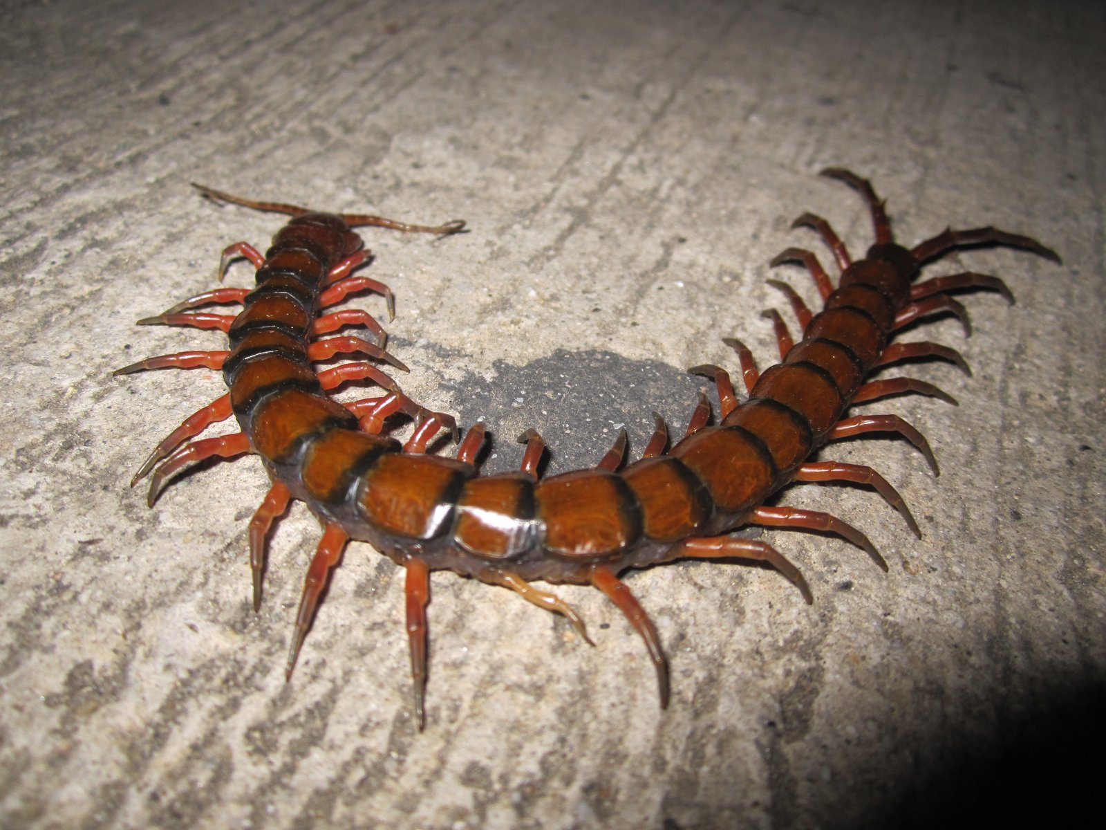 Peruvian Giant Centipede (Scolopendra gigantea)
